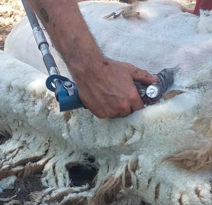 Denizli Koyun Kırkma